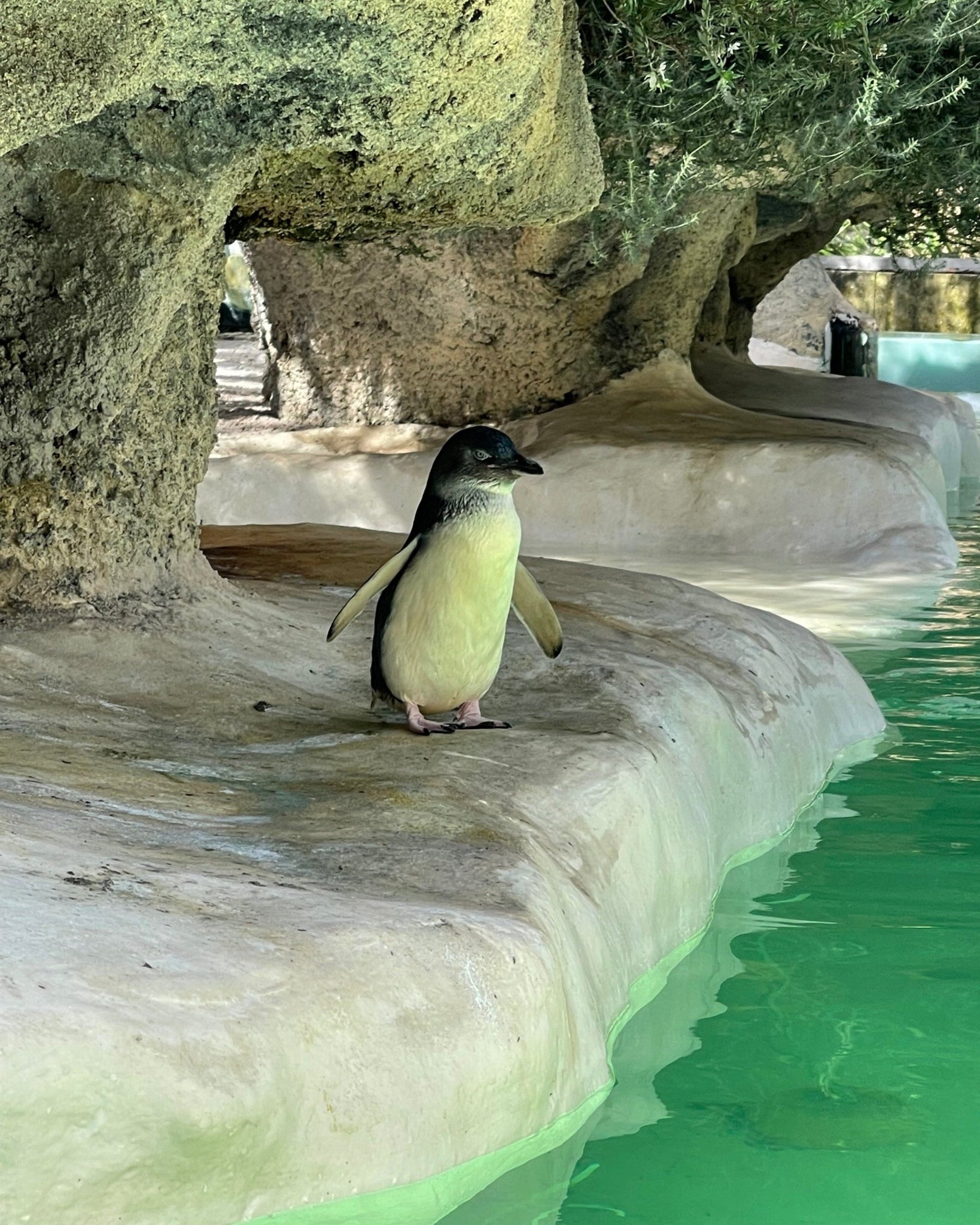 Penguin climbing a rocky incline in a zoo setting