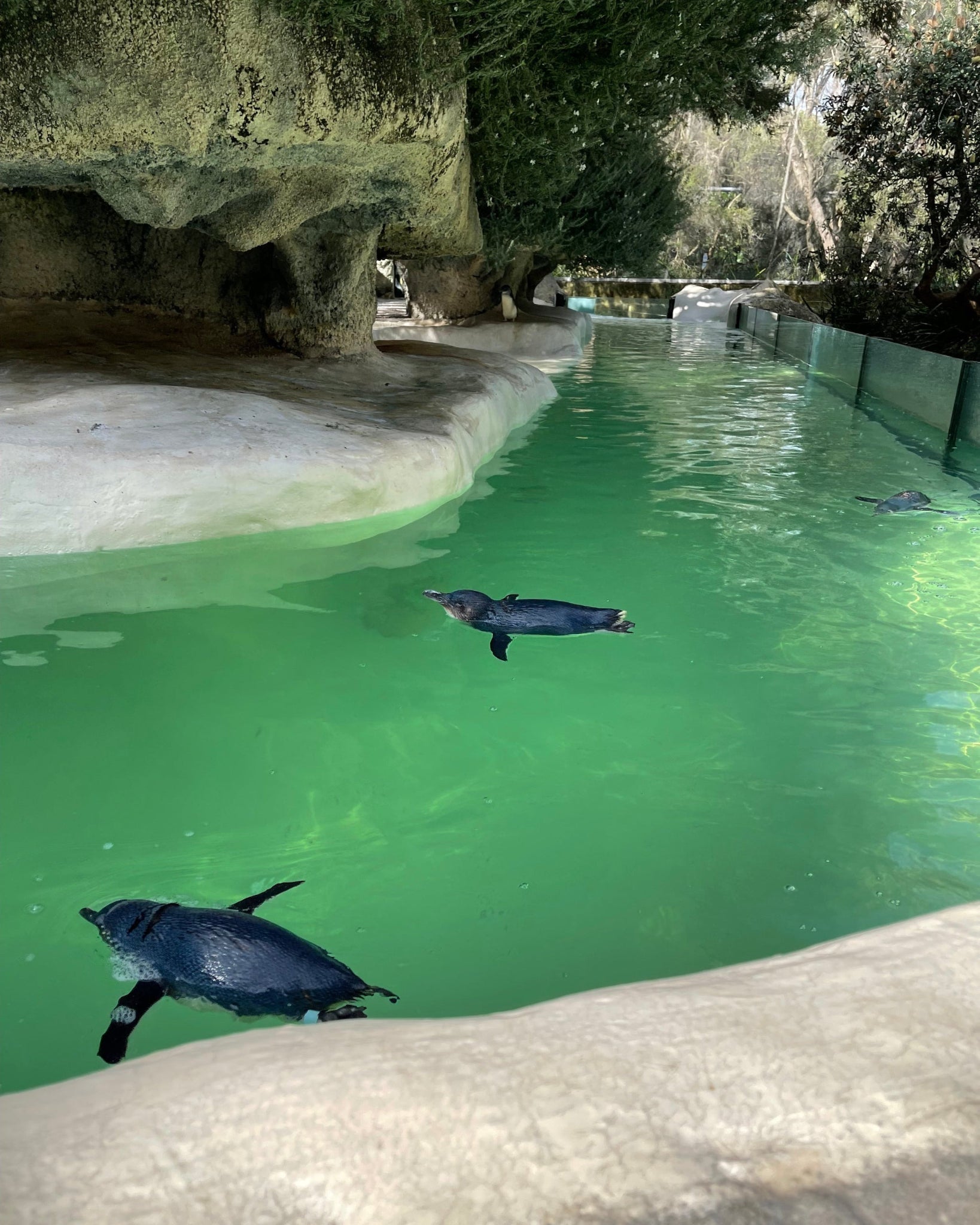 Two penguins swimming in a green pool with rocks and foliage around.