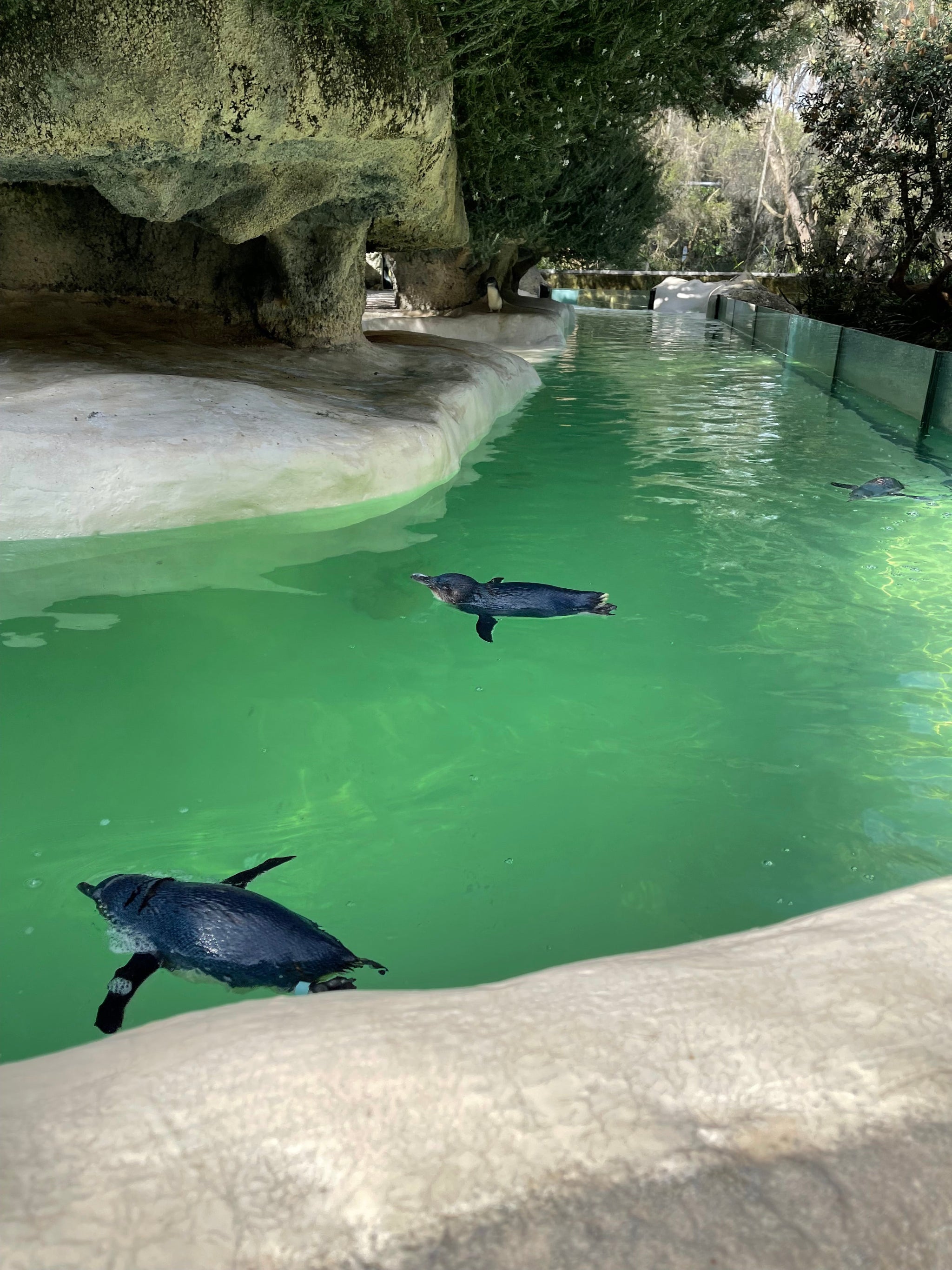 Two penguins swimming in a green pool with rocks and foliage around.